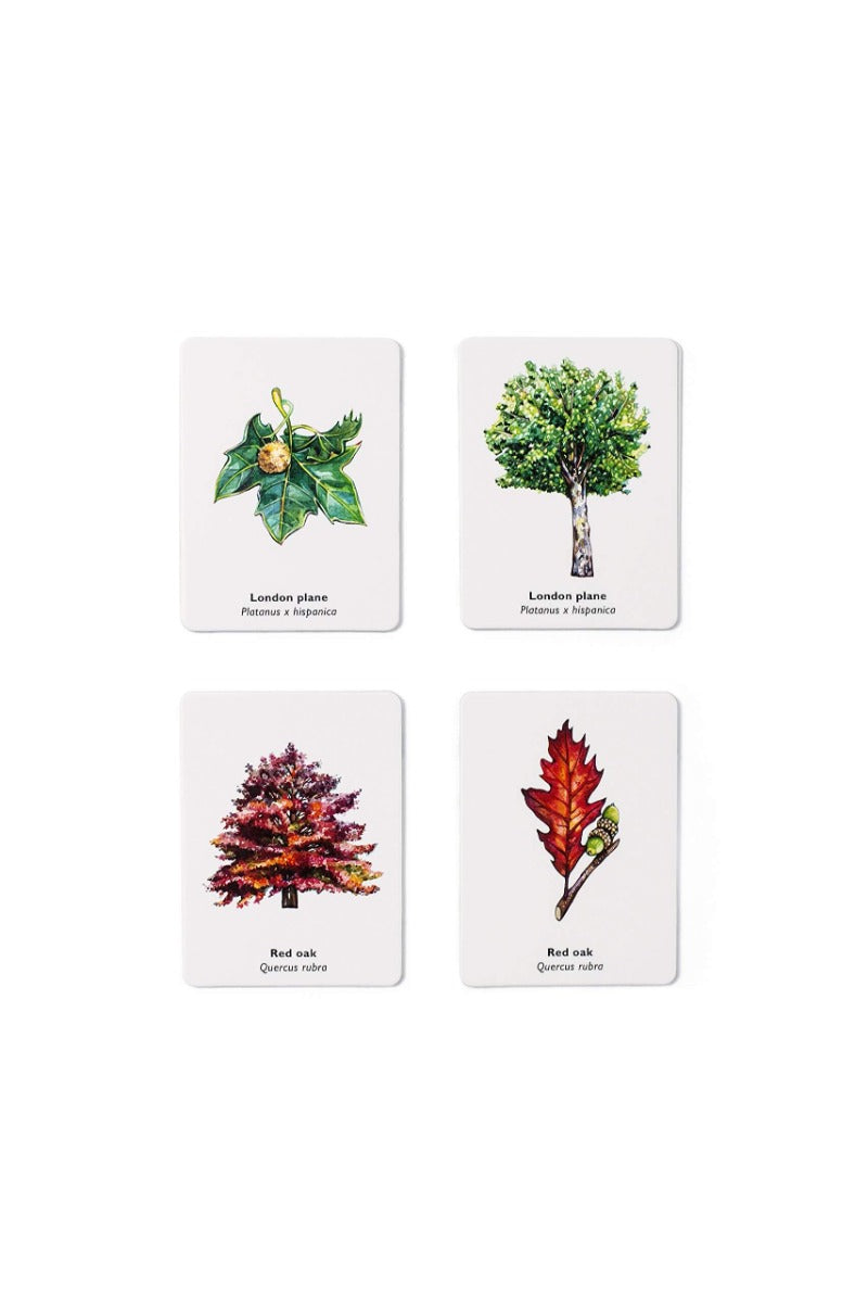 Match a Leaf: A Tree Memory Game